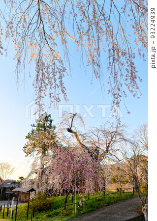 浄泉寺の枝垂れ桜「観光名所：平安絵巻のような華麗な風景」宮崎県西臼杵郡五ヶ瀬町 93224939