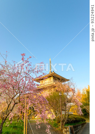 浄泉寺の枝垂れ桜「観光名所：平安絵巻のような華麗な風景」宮崎県西臼杵郡五ヶ瀬町 93224941