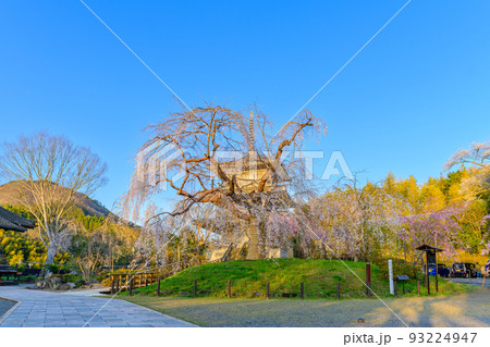 浄泉寺の枝垂れ桜「観光名所:平安絵巻のような華麗な風景」宮崎県西臼杵郡五ヶ瀬町 浄泉寺の枝垂れ桜「観光名所:平安絵巻のような華麗な風景」宮崎県西臼杵郡五ヶ瀬町 93224947