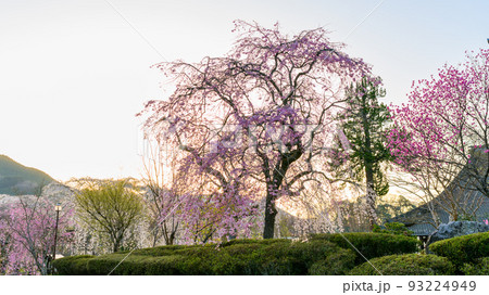 浄泉寺の枝垂れ桜「観光名所:平安絵巻のような華麗な風景」宮崎県西臼杵郡五ヶ瀬町 浄泉寺の枝垂れ桜「観光名所:平安絵巻のような華麗な風景」宮崎県西臼杵郡五ヶ瀬町 93224949