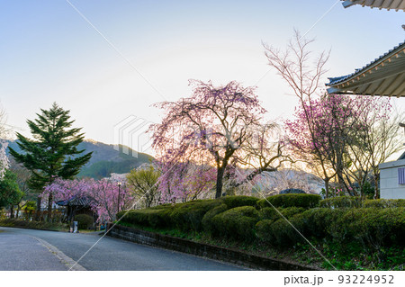 浄泉寺の枝垂れ桜「観光名所:平安絵巻のような華麗な風景」宮崎県西臼杵郡五ヶ瀬町 浄泉寺の枝垂れ桜「観光名所:平安絵巻のような華麗な風景」宮崎県西臼杵郡五ヶ瀬町 93224952