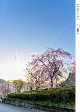 浄泉寺の枝垂れ桜「観光名所:平安絵巻のような華麗な風景」宮崎県西臼杵郡五ヶ瀬町 浄泉寺の枝垂れ桜「観光名所:平安絵巻のような華麗な風景」宮崎県西臼杵郡五ヶ瀬町 93224954