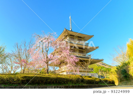 浄泉寺の枝垂れ桜「観光名所:平安絵巻のような華麗な風景」宮崎県西臼杵郡五ヶ瀬町 浄泉寺の枝垂れ桜「観光名所:平安絵巻のような華麗な風景」宮崎県西臼杵郡五ヶ瀬町 93224999