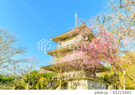 浄泉寺の枝垂れ桜「観光名所:平安絵巻のような華麗な風景」宮崎県西臼杵郡五ヶ瀬町 浄泉寺の枝垂れ桜「観光名所:平安絵巻のような華麗な風景」宮崎県西臼杵郡五ヶ瀬町 93225002