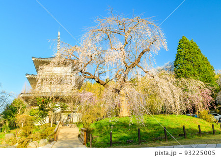 浄泉寺の枝垂れ桜「観光名所：平安絵巻のような華麗な風景」宮崎県西臼杵郡五ヶ瀬町 93225005