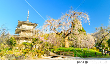 浄泉寺の枝垂れ桜「観光名所：平安絵巻のような華麗な風景」宮崎県西臼杵郡五ヶ瀬町 93225006