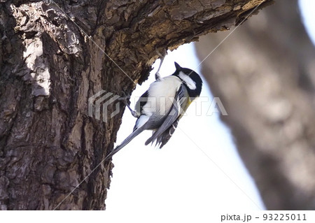 木の幹にひそむ虫を探すシジュウカラ 木の幹にひそむ虫を探すシジュウカラ 93225011