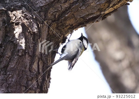 木の幹にひそむ虫を探すシジュウカラ  　　 93225012