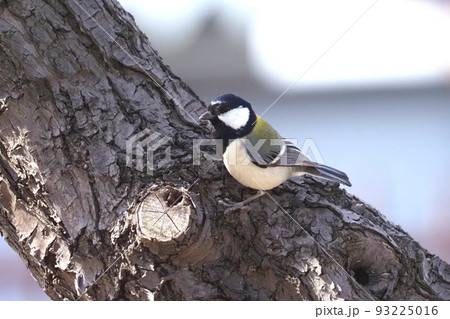 木の幹にひそむ虫を探すシジュウカラ  　　 93225016
