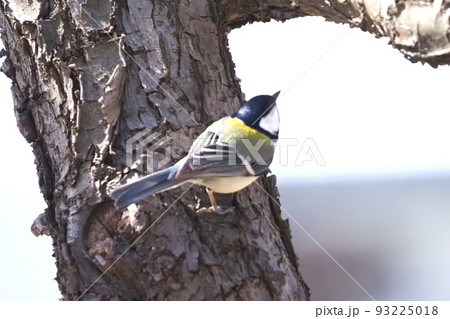 木の幹にひそむ虫を探すシジュウカラ  　　 93225018