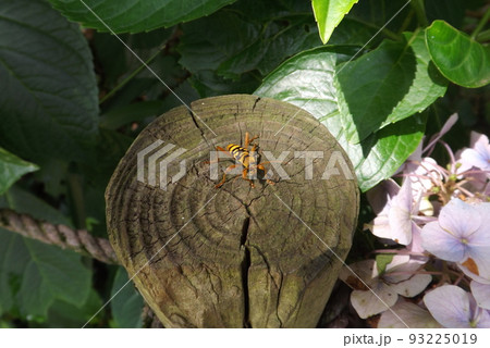 ヨツスジトラカミキリ 93225019