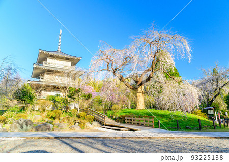 浄泉寺の枝垂れ桜「観光名所:平安絵巻のような華麗な風景」宮崎県西臼杵郡五ヶ瀬町 浄泉寺の枝垂れ桜「観光名所:平安絵巻のような華麗な風景」宮崎県西臼杵郡五ヶ瀬町 93225138