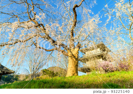 浄泉寺の枝垂れ桜「観光名所：平安絵巻のような華麗な風景」宮崎県西臼杵郡五ヶ瀬町 93225140