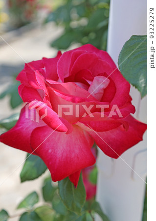 蜂ヶ峰の薔薇 蜂ヶ峰の薔薇 93225279