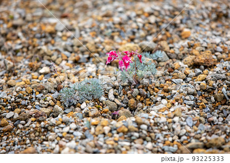 コマクサ 93225333