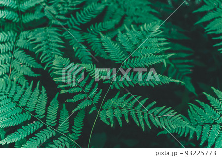 Abstract dark green leaves with rain drops background. Natural textured foliage. Backdrop for design. Lush toned flowers. Backplate for organic products presentation. Nature, environment concept 93225773