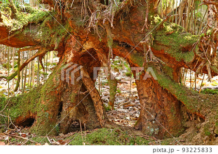 段戸裏谷原生林きららの森~愛知県・設楽町 段戸裏谷原生林きららの森~愛知県・設楽町 93225833