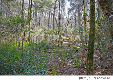 段戸裏谷原生林きららの森～愛知県・設楽町 93225838