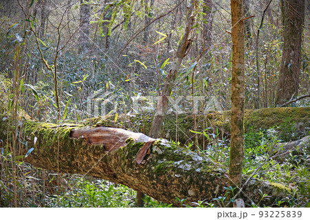 段戸裏谷原生林きららの森～愛知県・設楽町 93225839