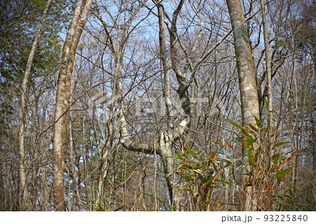 段戸裏谷原生林きららの森～愛知県・設楽町 93225840