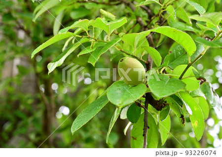 樹木：カリン　バラ科　 93226074