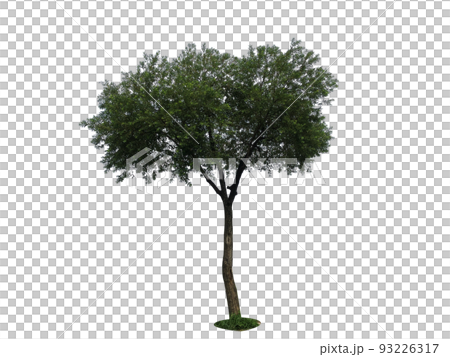 樹, 車, 背景 樹, 車, 背景 93226317