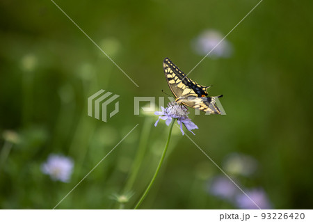 マツムシソウにとまるアゲハチョウ マツムシソウにとまるアゲハチョウ 93226420