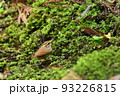 苔の上を歩くヤブサメ 93226815