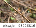 小枝にとまるヤブサメ 93226816