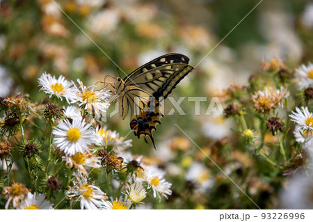 アゲハチョウ 93226996