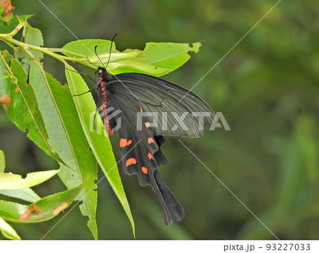 ジャコウアゲハ(オス) 93227033