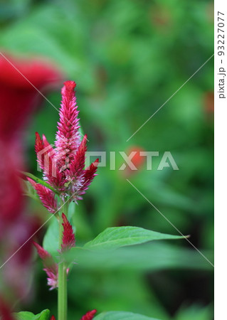 ケイトウの花の接写 93227077