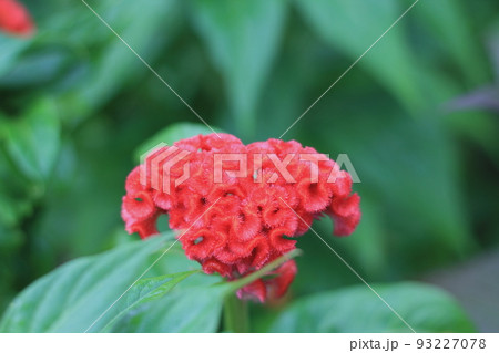 ケイトウの花の接写 93227078