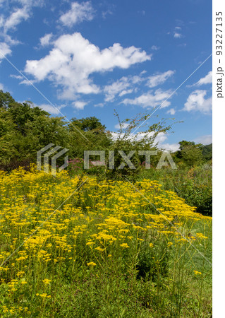 山の上庭園のオミナエシ　群馬県中之条町 93227135
