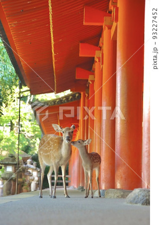 奈良の鹿 奈良の鹿 93227452