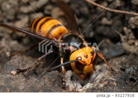 樹液をなめるオオスズメバチ 樹液をなめるオオスズメバチ 93227916