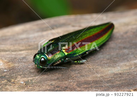 死んだふりをするヤマトタマムシ 93227921