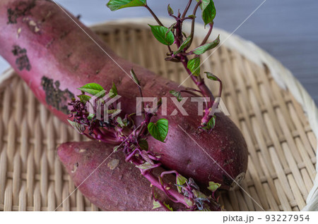 芽が出たサツマイモ 芽が出たサツマイモ 93227954