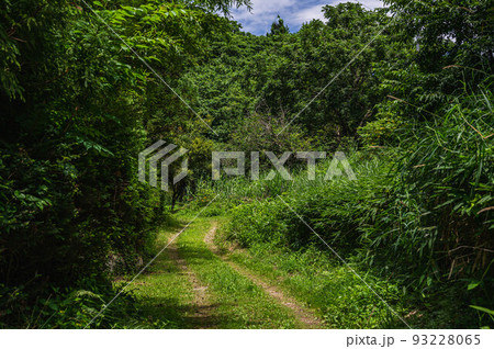 森の中へ続くわだち 93228065