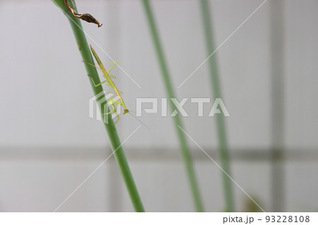 カマキリの子供(幼虫)の写真 カマキリの子供(幼虫)の写真 93228108