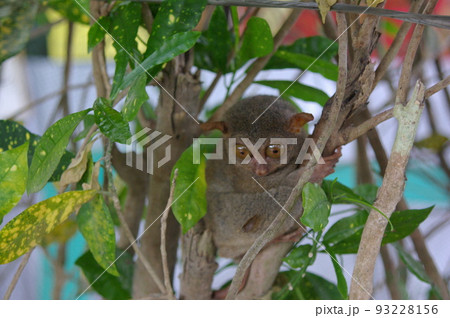 フィリピン　ボホール島に棲息するメガネザル　通称ターシャ　絶滅危惧種のメガネザル 93228156
