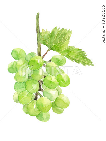 水彩で描いた葉付きのぶどうのイラスト シャインマスカット 93228165