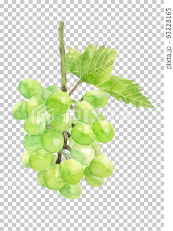 水彩で描いた葉付きのぶどうのイラスト シャインマスカット 93228165