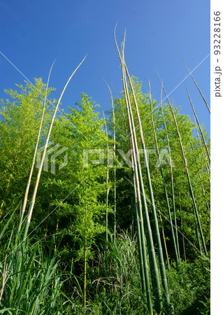 成長著しい若竹 93228166