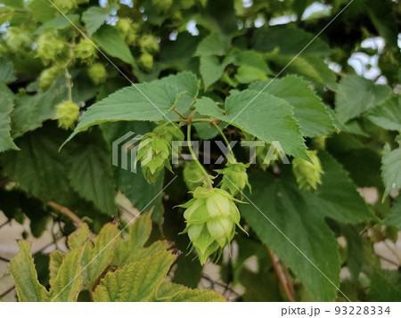 Green fresh hop flower and leaves Green fresh hop flower and leaves 93228334
