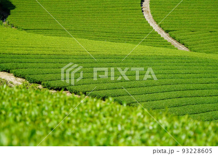 京都府景観資産・和束町石寺地区・新緑の茶畑 93228605