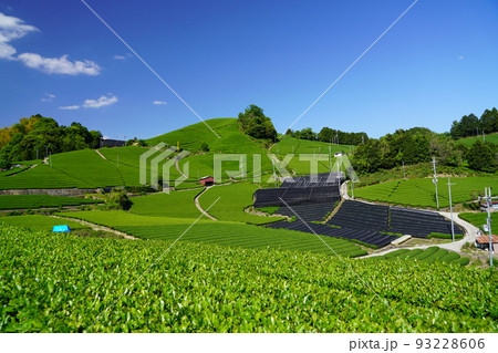 京都府景観資産・和束町石寺地区・新緑の茶畑 京都府景観資産・和束町石寺地区・新緑の茶畑 93228606