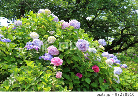 東京都葛飾区にある水元公園の菖蒲まつり　六月初旬 93228910