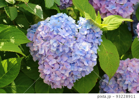 東京都葛飾区にある水元公園の菖蒲まつり　六月初旬 93228911