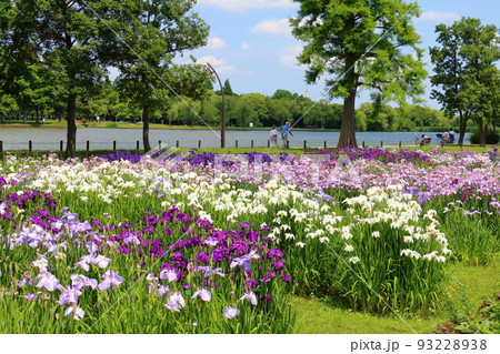 東京都葛飾区にある水元公園の菖蒲まつり　六月初旬 93228938